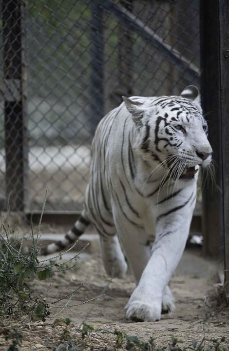 老虎 猫科动物 孟加拉虎 条纹 野生动物 荒野 动物 动物群