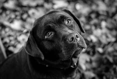 狗 拉布拉多犬 黑和白 宠物 动物 可爱的 猎犬 小狗 毛皮