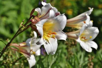 百合 开花 雄蕊 雌蕊 开花了 春天 花园花 花 自然