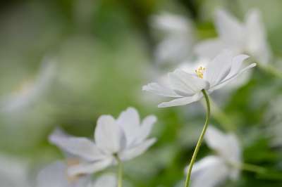 高清壁纸 木海葵 花朵 植物 海葵 白色的花 花瓣 盛开 花园