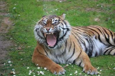 虎 动物园 捕食者 自然 猫 肉食的 哺乳动物 危险 丛林