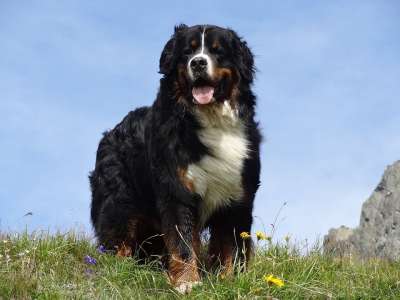 伯恩山犬 动物图片 狗 山