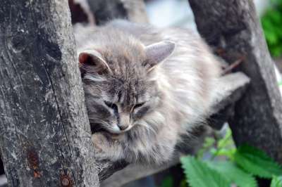 猫 动物 蓬松的 灰色的 睡觉 荒野 伤心 困 宠物 乡村