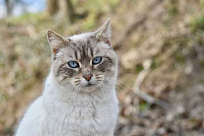 猫 蓝眼睛 基蒂 胡同猫 女性 伴侣 胡子 松露粉红色 棕色猫