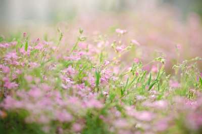 苔藓 花坛 自然 开花 春天的花朵