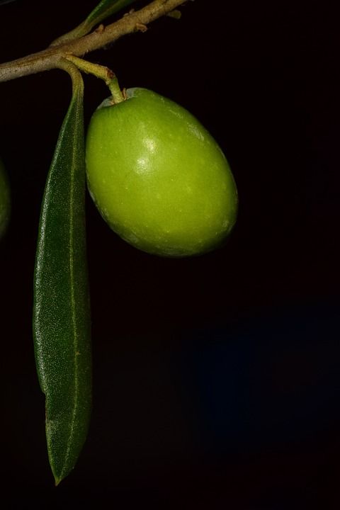 橄榄 Nocellara Nocellara橄榄 食物 油果 绿色