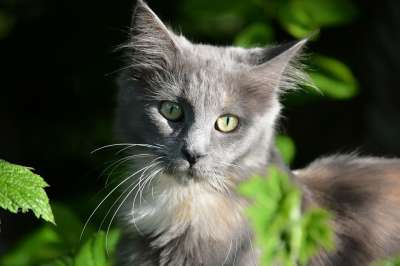 凯西 猫 缅因 眼睛 灰色的 耳朵 胡子 纵向 毛皮 动物