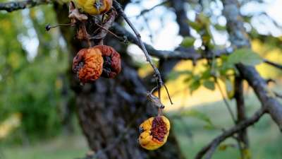 苹果 疾病 果树 水果腐烂 树 落下 秋天