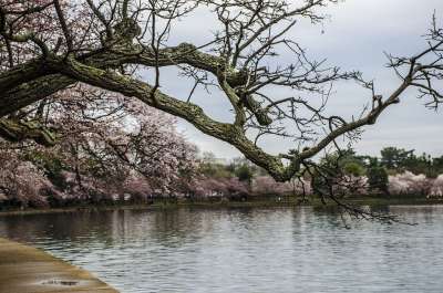 樱花节 华盛顿特区 樱桃树 华盛顿 樱桃 直流电 开花 节日