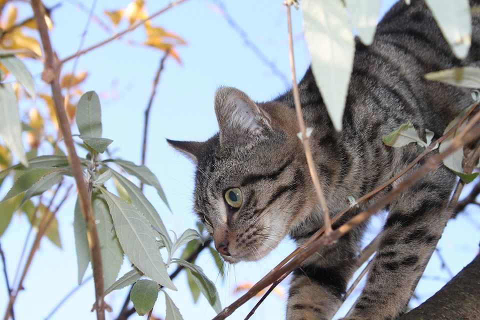 猫, 动物, 猫科动物, 老虎, 外面, 栖息, 欧洲猫, 宠物, 树, 堵塞