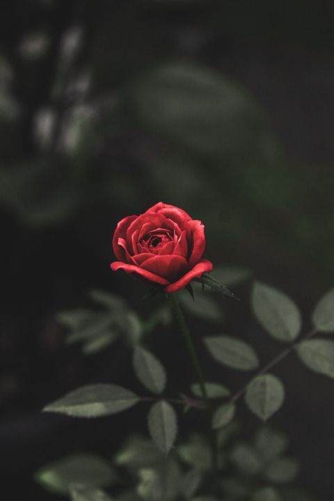 花 玫瑰 盛开 开花 植物学 植物 花瓣 生长 特写 自然