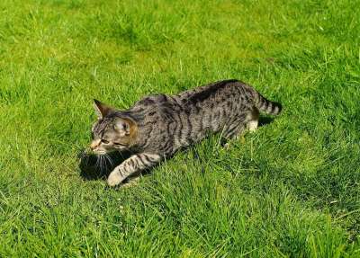 猫 家猫 花园 年轻的猫 茎 草 户外 动物 细心 野生动物