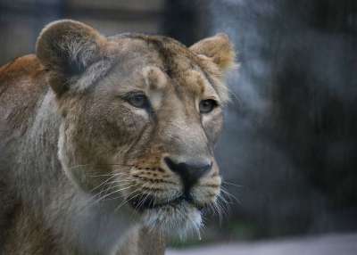 狮子 妈妈 动物园 荒野 动物 自然 非洲 捕食者 野猫 金子