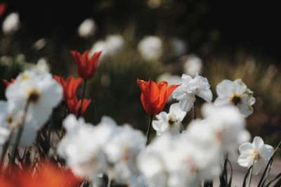 花 郁金香 水仙花 百合 春天 散景 自然 花草甸 红色的