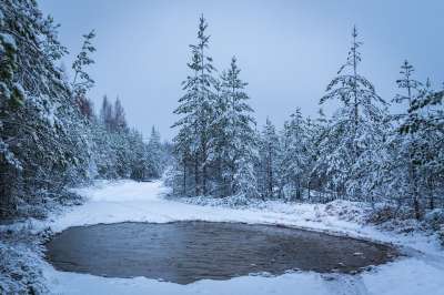 冬季 雪 景观 森林 吃 水坑 路