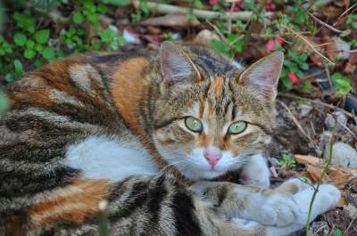 猫 猫科动物 猫脸 猫的眼睛 动物 猫鼻子 雪 自然 棕色