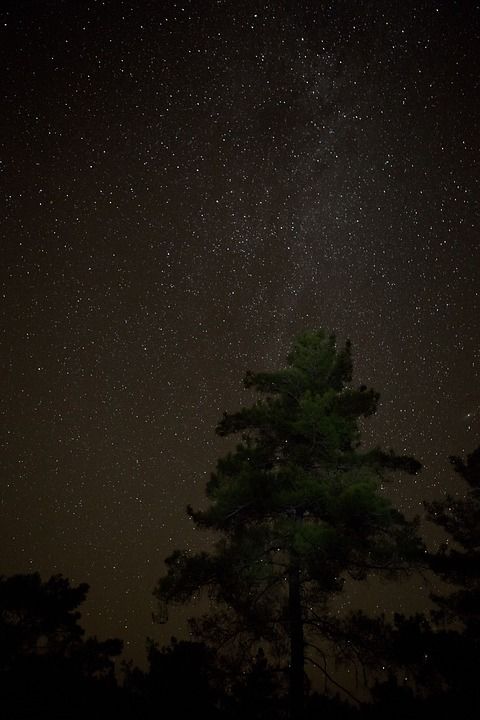星空 夜空 森林 夜晚