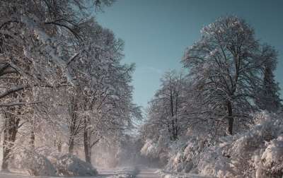 冬天 景观 雪 冬季景观 太阳 寒冷的 树木 雪景 天堂