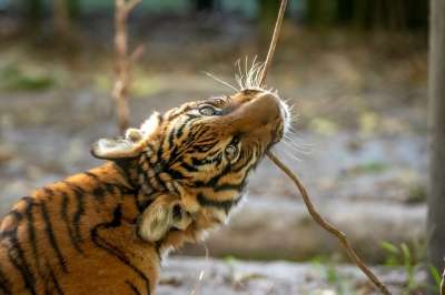 马来虎崽 老虎 幼兽 猫科动物 野生猫 带区卷的毛皮 哺乳动物