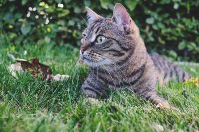 猫 户外的 虎斑猫 自然 草 户外 肖像 小猫 基蒂 老虎