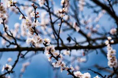 花朵 枝杈 树 花瓣 芽 盛开 开花 春天 花园 自然 特写