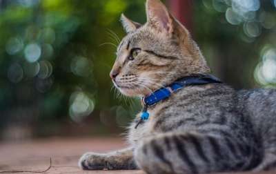 猫 猫科动物 纹理 动物 吉祥物 小猫咪 老虎 皮肤 可爱