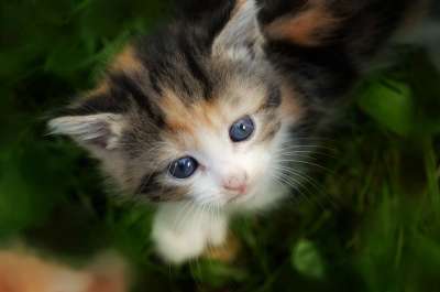 小猫 猫 猫科动物 可爱 动物 毛皮 哺乳动物 毛茸茸 青年