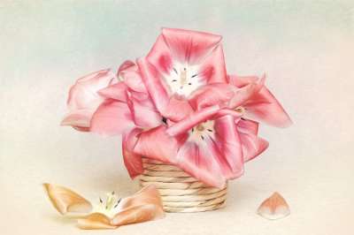 图片 绘画 花 锅 开花 花瓣 郁金香 粉色的 静物 作画