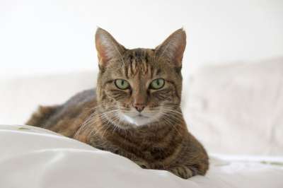 猫 虎斑猫 猫科动物 胡须