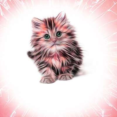猫 公猫 小猫 动物 猫科动物 屁 家畜 猫看 宠物