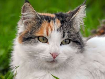 猫 流浪猫 动物 肖像 街头猫 国内的猫 猫科动物 哺乳动物