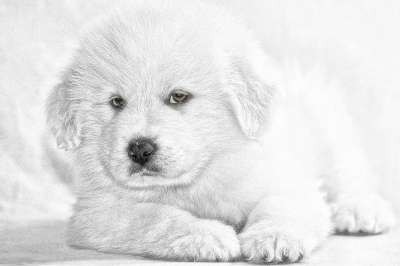 小狗 狗 梦幻般的风格 宠物 动物 犬类 黑和白 肖像