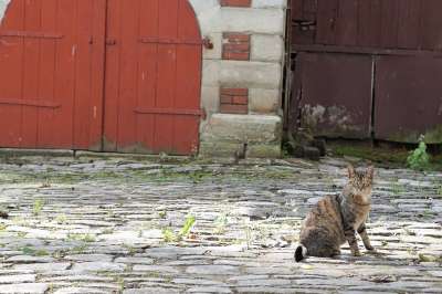 猫 路面 夏天 动物 家畜 中午休息 剩下 对 自然 地吻