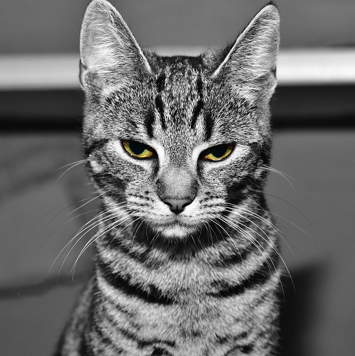 猫 家畜 动物 可爱的猫咪 猫眼 家猫 小猫 鲭鱼 猫脸