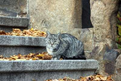 楼梯 墙 动物 猫 坐