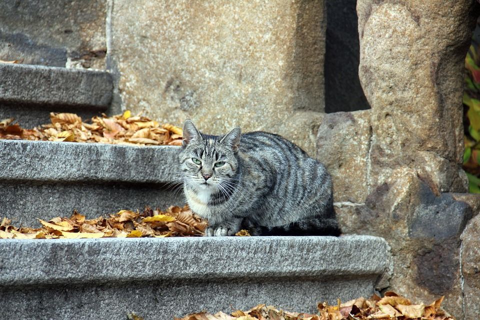 楼梯, 墙, 动物, 猫, 坐