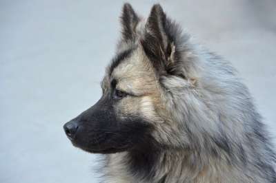 狗娘养的狗Eurasier 狗肖像圣诞节 配置文件的狗Eurasier