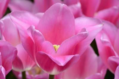郁金香 花 橙色的 节日 植物 鲜花 花瓣 粉色 公园 花园