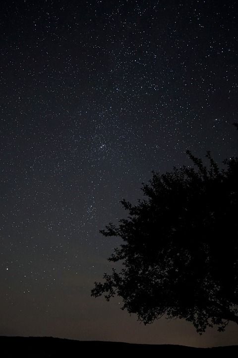 银河系 星星 夏天的晚上 树 阿斯特罗 星空 银河 夜晚 夜空