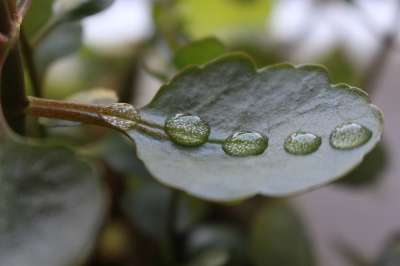 滴 绿色 宏 工厂 自然 树叶 雨 特写 湿的 水 细节