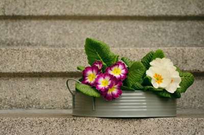 报春花 春天的花朵 装饰 报春花家族 开花 春天 盛开 楼梯