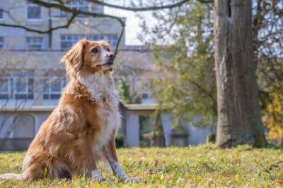 狗 犬类 宠物 毛茸茸的 年轻 国内的 毛皮 哺乳动物 动物