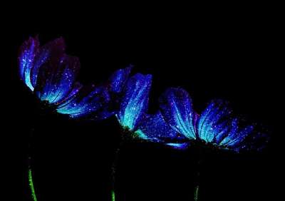 鲜花 日本 面粉 合成的 星空 花 日本花卉 自然