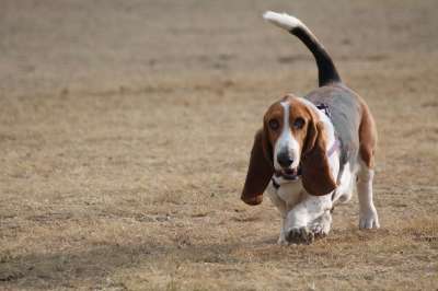 狗 巴吉度猎犬 小的 猎犬 巴塞特 谱系 宠物 走 公园 动物