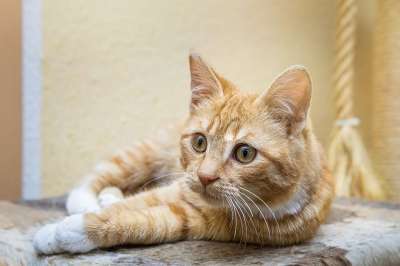 猫 宠物 猫科动物 动物 毛皮 基蒂 国内的 国内的猫 猫肖像