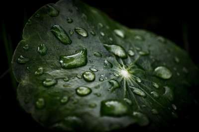 叶子 植物 露 湿的 雨滴 露滴 绿色 自然 黑暗的 特写