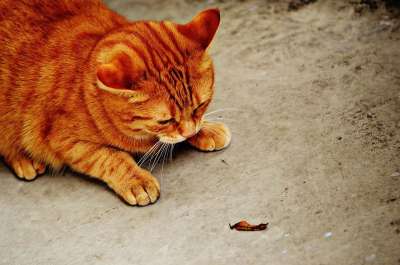 猫 宿醉 红色的 可爱的 鲭鱼 老虎 舒适 动物 家猫 毛皮