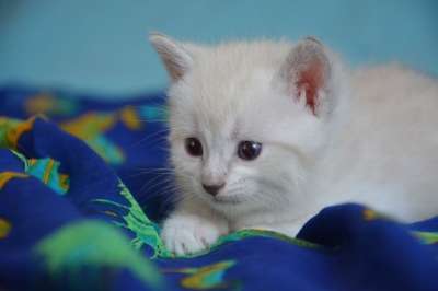 小猫猫 小的 猫科动物 可爱 动物 小猫 可爱的小猫 猫看 家畜