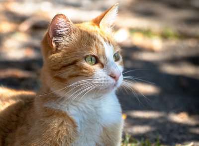 猫 动物 哺乳动物 国内的猫 国内动物 太阳 猫的眼睛 猫肖像