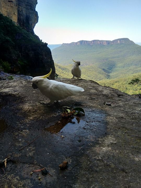 鹦鹉 蓝山 澳大利亚 野生动物 山 风景秀丽的 旅行 户外的